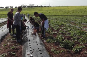 Scopri di più sull'articolo Nuovi semi iniziano a germogliare. Seconda giornata di Agricoltura Sociale