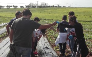 Scopri di più sull'articolo Contemplativi, sperimentatori e inseriti. Chi sono i soggetti che incontrano l’agricoltura sociale?