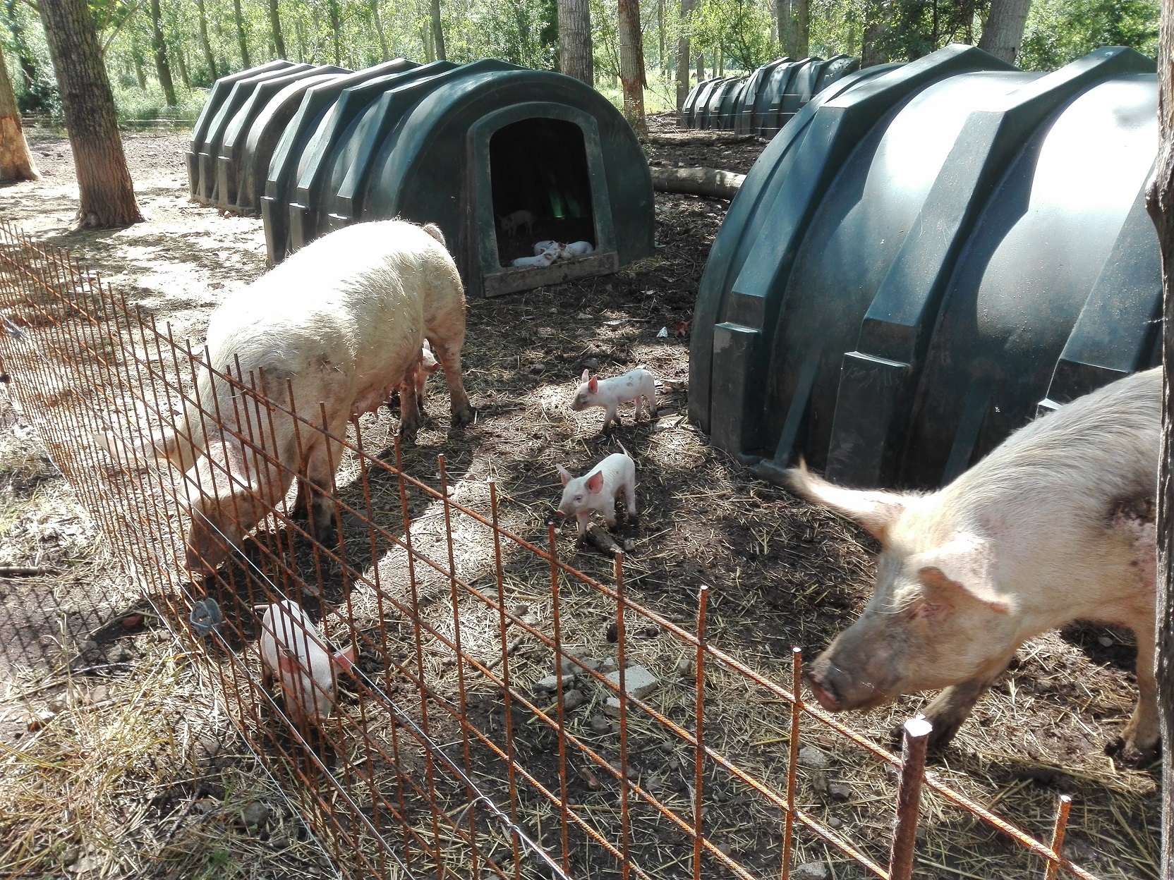 Allevamento di maiali: il recinto delle mamme con i piccoli