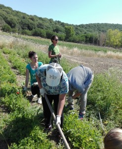 Scopri di più sull'articolo Iniziamo l’estate a Martignano, diffondendo l’Agricoltura Sociale