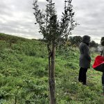 Tempo e pazienza per gli ulivi