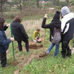 La preparazione dell'albero da piantare