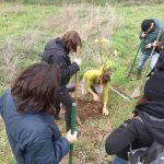 L'albero appena piantato
